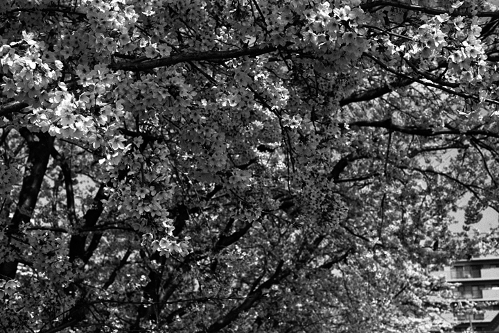 photograph | cherry blossoms, Heidan Okayama | 桜, 兵団 岡山