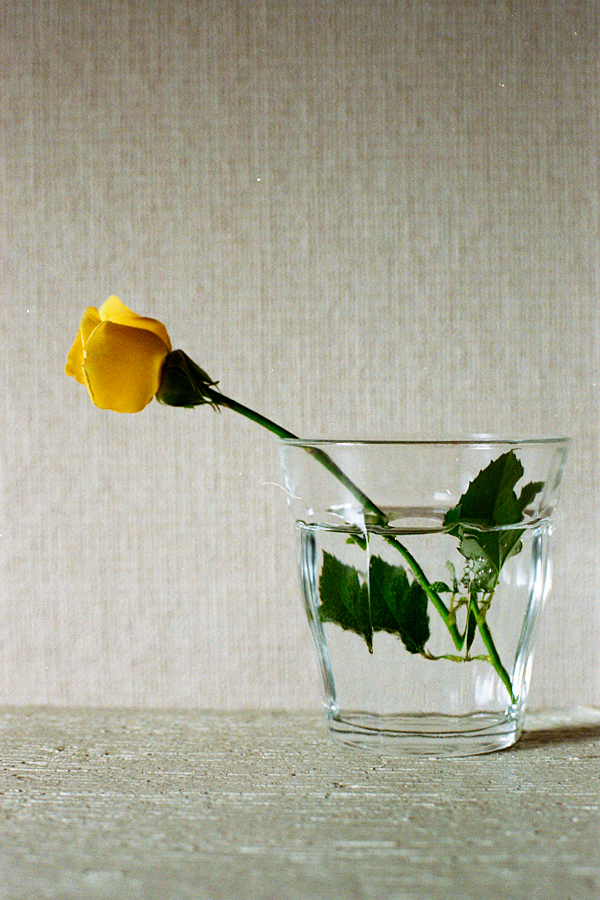 photograph, 2014 | winter, yellow rose | 冬, 黄バラ, 嫉妬, 不誠実